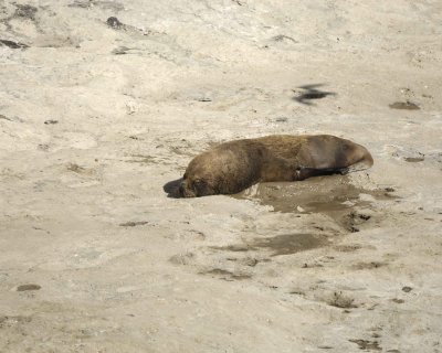 Sea Lion, Southern, Bull-122811-Punta Piramide, Peninsula Valdes, Argentina-#0021.jpg