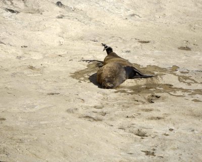 Sea Lion, Southern, Bull-122811-Punta Piramide, Peninsula Valdes, Argentina-#0134.jpg