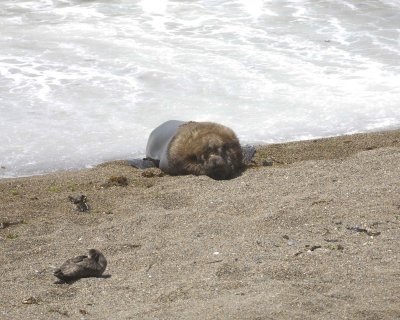 Sea Lion, Southern, Bull-122911-Punta Norte, Peninsula Valdes, Argentina-#0101.jpg