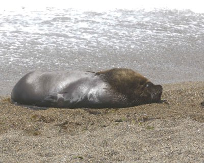 Sea Lion, Southern, Bull-122911-Punta Norte, Peninsula Valdes, Argentina-#0181.jpg