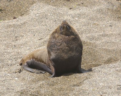 Sea Lion, Southern, Bull-122911-Punta Norte, Peninsula Valdes, Argentina-#0282.jpg