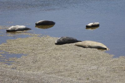Seal, Southern Elephant-123011-Punta Cantor, Peninsula Valdes, Argentina-#0002.jpg