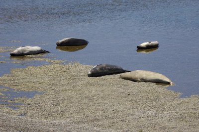 Seal, Southern Elephant-123011-Punta Cantor, Peninsula Valdes, Argentina-#0005.jpg