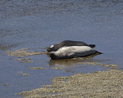 Seal, Southern Elephant-123011-Punta Cantor, Peninsula Valdes, Argentina-#0050.jpg