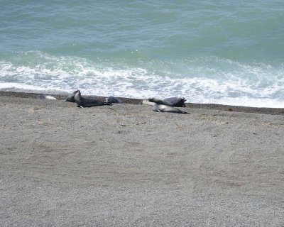 Seal, Southern Elephant-123011-Punta Cantor, Peninsula Valdes, Argentina-#0458.jpg