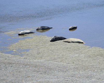 Seal, Southern Elephant-123011-Punta Cantor, Peninsula Valdes, Argentina-#0467.jpg