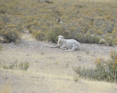 Sheep-122911-Peninsula Valdes, Argentina-#0366.jpg