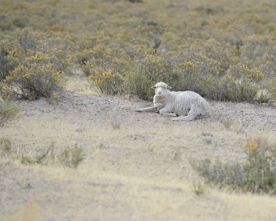 Sheep-122911-Peninsula Valdes, Argentina-#0367.jpg