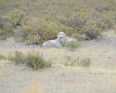 Sheep-122911-Peninsula Valdes, Argentina-#0376.jpg