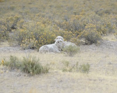 Sheep-122911-Peninsula Valdes, Argentina-#0378.jpg
