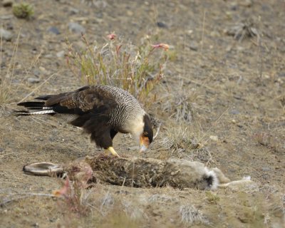 Caracara, eating Hare-010812-El Calafate, Argentina-#0432.jpg