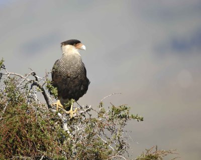 Caracara-010712-El Calafate, Argentina-#0386.jpg