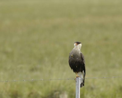 Caracara-010812-El Calafate, Argentina-#0590.jpg