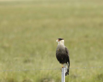 Caracara-010812-El Calafate, Argentina-#0593.jpg