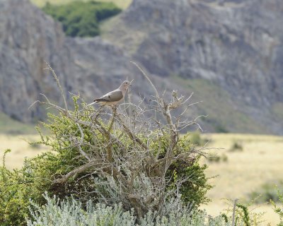 Dove-010312-Los Glaciares Natl Park, El Chalten, Argentina-#0701.jpg