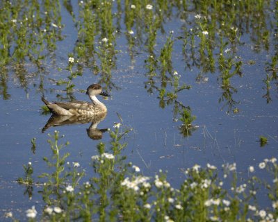 Gallery of Crested Duck