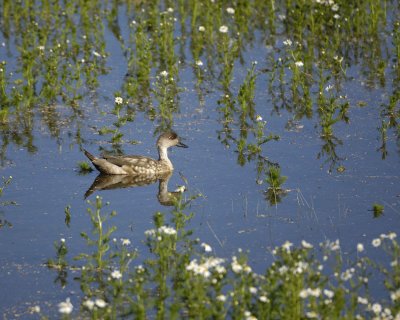 Duck, Crested-010712-Lago Argentino, El Calafate, Argentina-#0024.jpg
