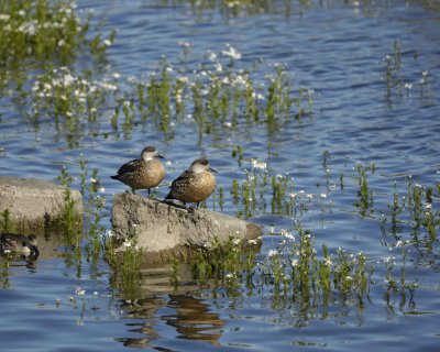 Duck, Crested-010712-Lago Argentino, El Calafate, Argentina-#0195.jpg