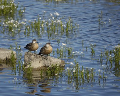 Duck, Crested-010712-Lago Argentino, El Calafate, Argentina-#0197.jpg