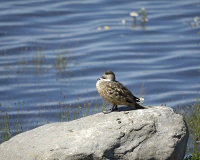 Duck, Crested-010712-Lago Argentino, El Calafate, Argentina-#0464.jpg