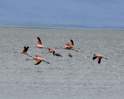Flamingo, Chilean, flying-010812-Lago Argentino, El Calafate, Argentina-#1230.jpg