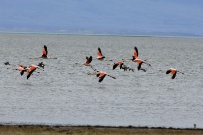 Flamingo, Chilean, flying-010812-Lago Argentino, El Calafate, Argentina-#1231.jpg