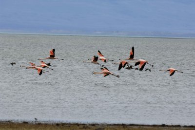 Flamingo, Chilean, flying-010812-Lago Argentino, El Calafate, Argentina-#1232.jpg