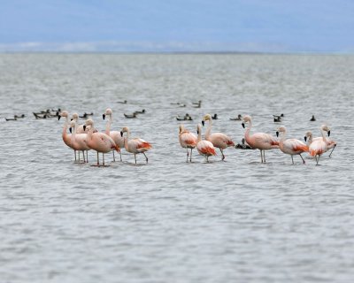 Gallery of Chilean Flamingo