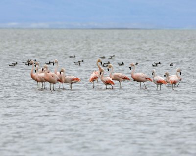 Flamingo, Chilean-010812-Lago Argentino, El Calafate, Argentina-#1266.jpg