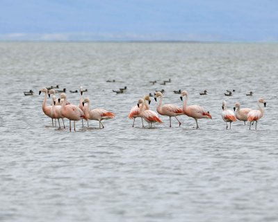 Flamingo, Chilean-010812-Lago Argentino, El Calafate, Argentina-#1269.jpg