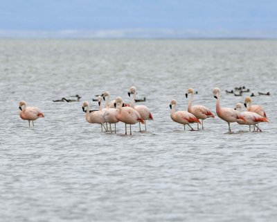 Flamingo, Chilean-010812-Lago Argentino, El Calafate, Argentina-#1276.jpg