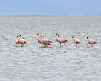 Flamingo, Chilean-010812-Lago Argentino, El Calafate, Argentina-#1305.jpg