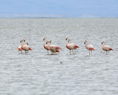 Flamingo, Chilean-010812-Lago Argentino, El Calafate, Argentina-#1308.jpg