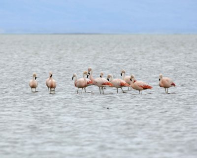 Flamingo, Chilean-010812-Lago Argentino, El Calafate, Argentina-#1355.jpg