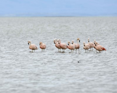 Flamingo, Chilean-010812-Lago Argentino, El Calafate, Argentina-#1384.jpg