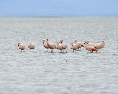 Flamingo, Chilean-010812-Lago Argentino, El Calafate, Argentina-#1393.jpg