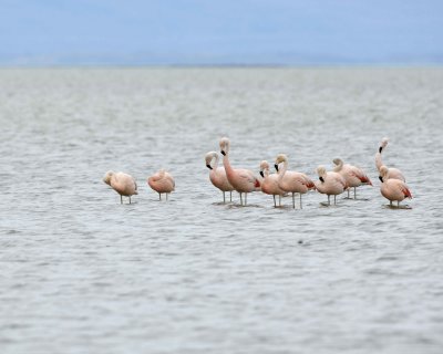 Flamingo, Chilean-010812-Lago Argentino, El Calafate, Argentina-#1399.jpg