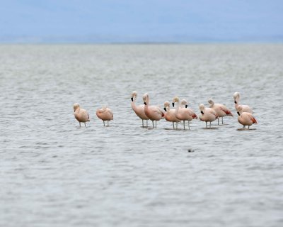 Flamingo, Chilean-010812-Lago Argentino, El Calafate, Argentina-#1405.jpg