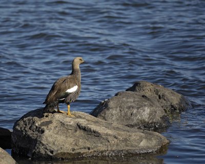 Goose, Upland, Female-010712-Lago Argentino, El Calafate, Argentina-#0118.jpg