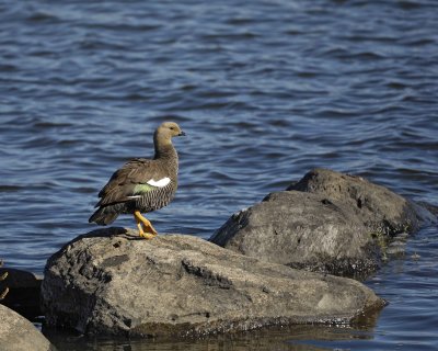 Goose, Upland, Female-010712-Lago Argentino, El Calafate, Argentina-#0129.jpg