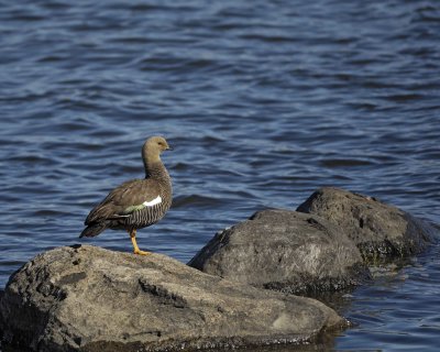 Goose, Upland, Female-010712-Lago Argentino, El Calafate, Argentina-#0178.jpg