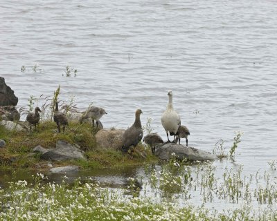 Goose, Upland, family-010812-Lago Argentino, El Calafate, Argentina-#0918.jpg