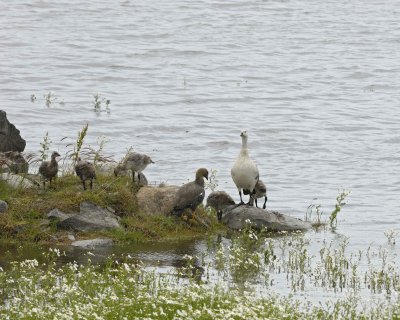 Goose, Upland, family-010812-Lago Argentino, El Calafate, Argentina-#0920.jpg