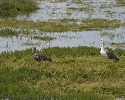 Goose, Upland, Male & Female-010812-Lago Argentino, El Calafate, Argentina-#1007.jpg