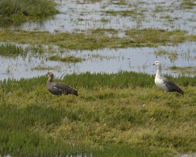 Goose, Upland, Male & Female-010812-Lago Argentino, El Calafate, Argentina-#1008.jpg