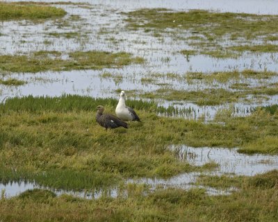 Goose, Upland, Male & Female-010812-Lago Argentino, El Calafate, Argentina-#1017.jpg