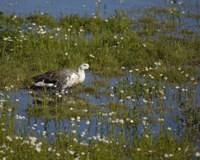 Goose, Upland, Male-010712-Lago Argentino, El Calafate, Argentina-#0031.jpg