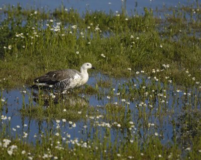 Goose, Upland, Male-010712-Lago Argentino, El Calafate, Argentina-#0091.jpg