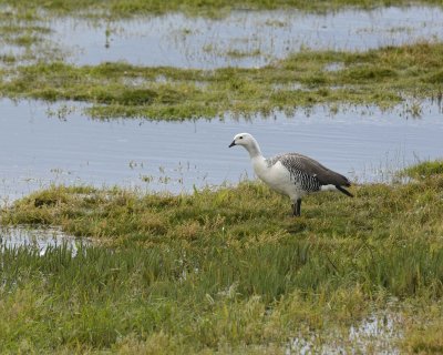 Goose, Upland, Male-010812-Lago Argentino, El Calafate, Argentina-#1098.jpg