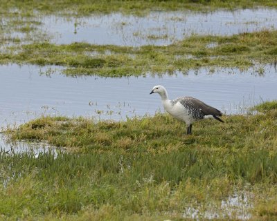 Goose, Upland, Male-010812-Lago Argentino, El Calafate, Argentina-#1102.jpg